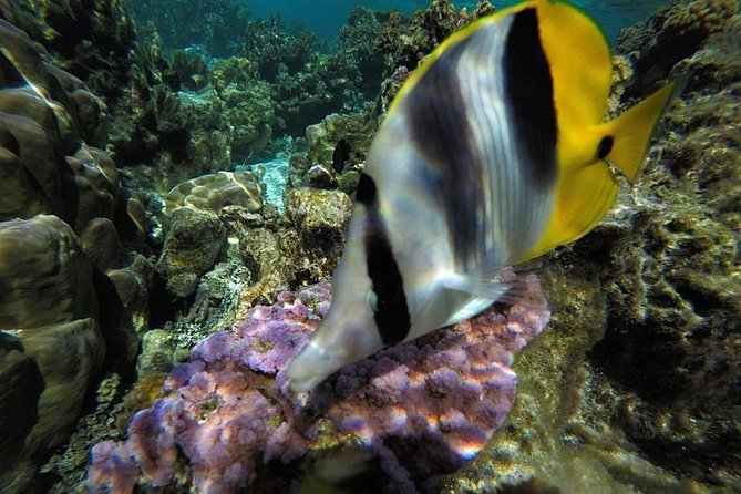 1/2 day Tahaa coral garden - departure Raiatea / ideal for cruise passengers - What the drift snorkel feels like