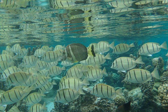 1/2 day Tahaa coral garden - departure Raiatea / ideal for cruise passengers - Guides who help make the route manageable