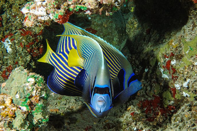 1/2 day Tahaa coral garden - departure Raiatea / ideal for cruise passengers - Coral, fish, and the view above the surface