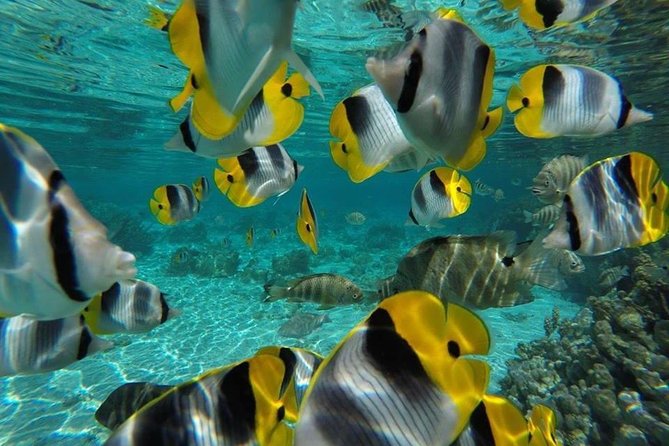 1/2 day Tahaa coral garden - departure Raiatea / ideal for cruise passengers - Who should book this excursion