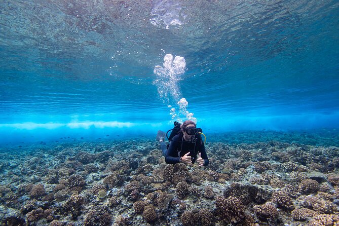 1 Afternoon Dive for Certified Divers in Bora Bora - Key points to know before you book
