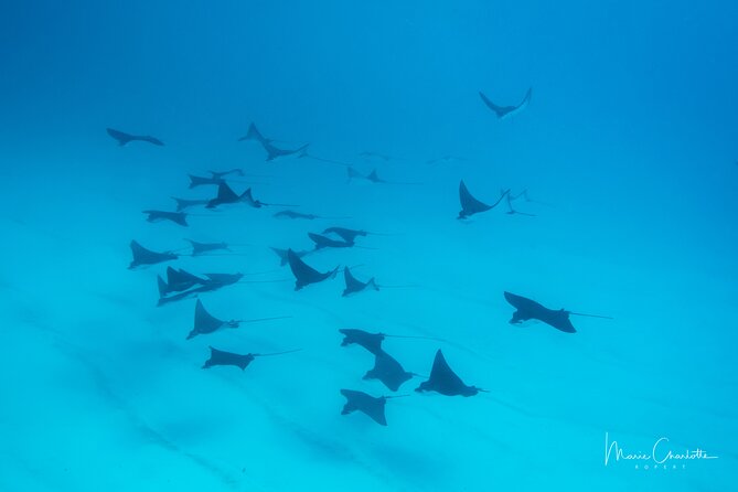 1 Afternoon Dive for Certified Divers in Bora Bora - Why an afternoon underwater outing works well in Bora Bora