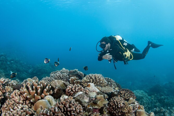1 Afternoon Dive for Certified Divers in Bora Bora - Who should book this session?