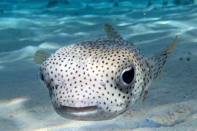 1 Afternoon Dive for Certified Divers in Bora Bora - A small group changes the feel underwater