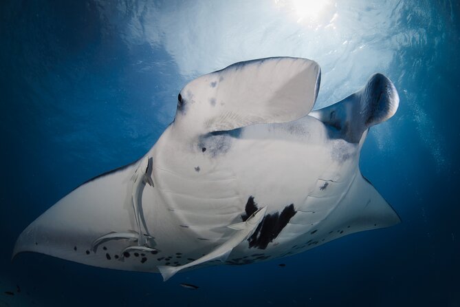2 Dives in the morning for certified divers in Bora Bora - The meeting point and pickup from your hotel