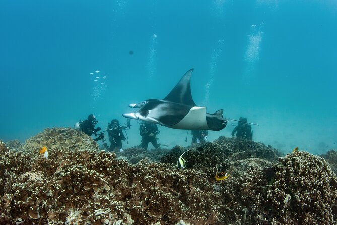 2 Dives in the morning for certified divers in Bora Bora - Guides who keep the experience calm