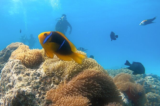 2 Dives in the morning for certified divers in Bora Bora - Getting ready on the aluminum boat