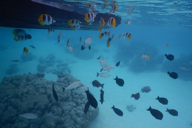 2 hours discovery tour of Moorea by Jet Ski - The coral garden between Tiahura’s two motus