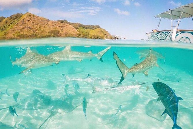 3-hour Lagoon Snorkeling Tour - Private Tour - Booking, Confirmation, and Cancellation