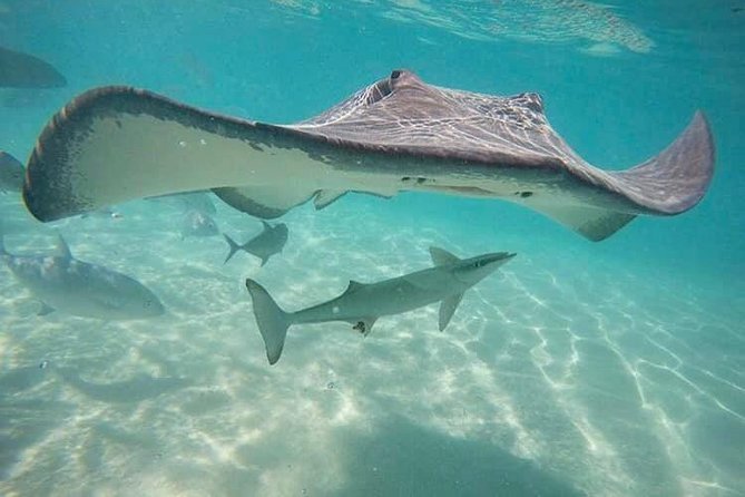 3-hour Lagoon Snorkeling Tour - Private Tour - Meeting Stingrays and Black-Tip Sharks