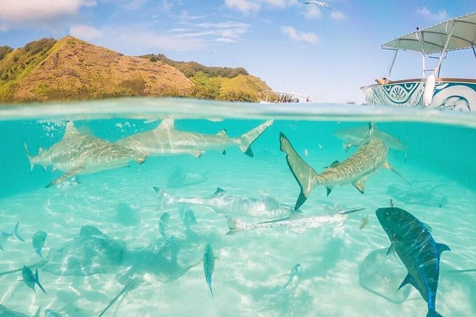 3-hour Lagoon Snorkeling Tour - Shared Tour - First stop: blacktip sharks and stingrays