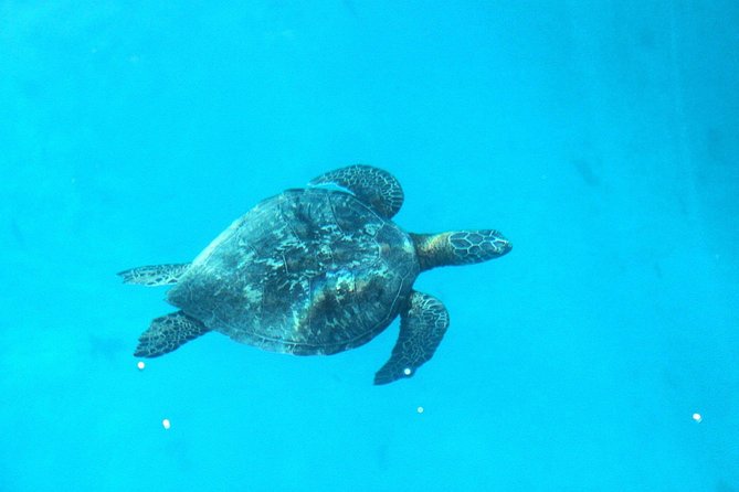 3-hour Lagoon Snorkeling Tour - Shared Tour - Fruit, drinks, and a short break on the water