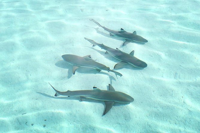 3-hour Lagoon Snorkeling Tour - Shared Tour - How the shared group affects your day