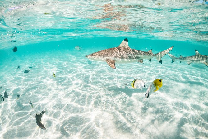 3-Hour Snorkeling Tour - Fruit, drinks, and the little touches