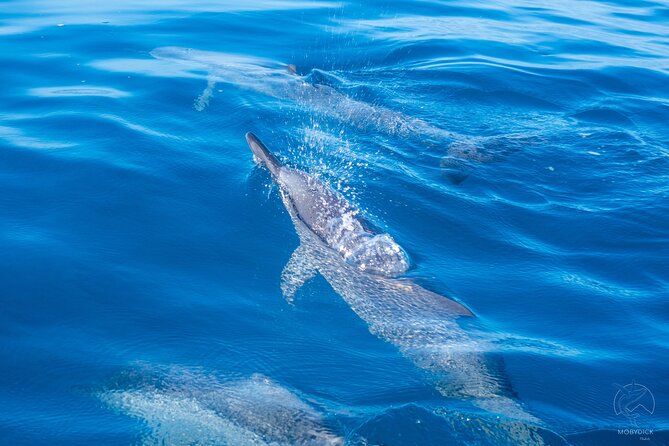 3h dolphin and snorkeling tour in a wild lagoon with Mobydick - Key Points at a Glance
