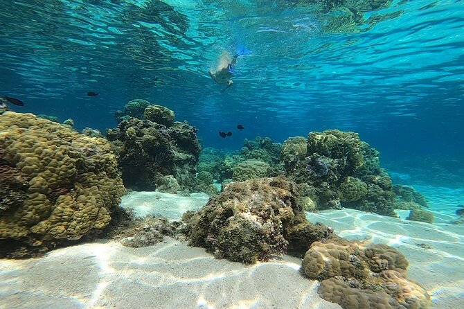 3h dolphin and snorkeling tour in a wild lagoon with Mobydick - Why Mara’a Lagoon Makes a Good Base