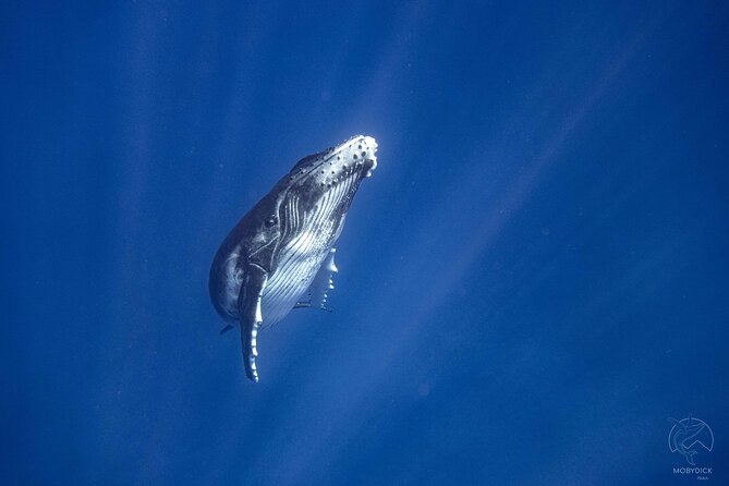 3h dolphin and snorkeling tour in a wild lagoon with Mobydick - What the Guides Add to the Day