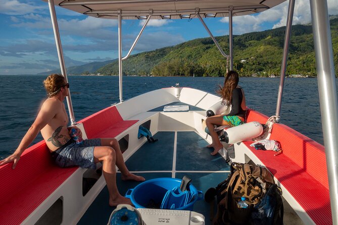 3h dolphin and snorkeling tour in a wild lagoon with Mobydick - Price, Group Size, and Overall Value