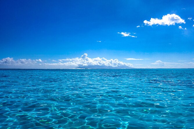 3h dolphin and snorkeling tour in a wild lagoon with Mobydick - Season, Weather, and Departure Choices