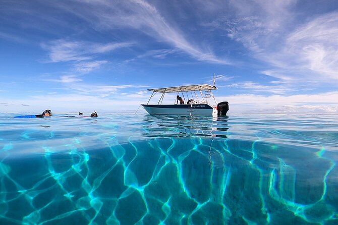 3h dolphin and snorkeling tour in a wild lagoon with Mobydick - The Dolphin Search Near the Pass