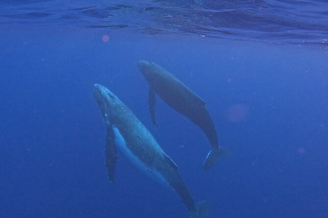 4 Hour Private Humpback Whales Encounter in Moorea - Why Moorea is such a special place for humpbacks