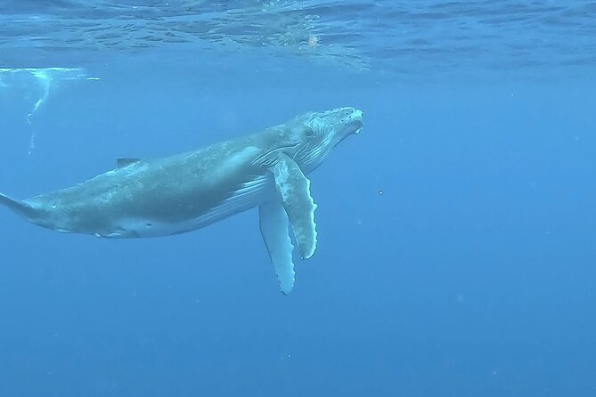 4 Hour Private Humpback Whales Encounter in Moorea - Searching Moorea’s coast for humpback whales