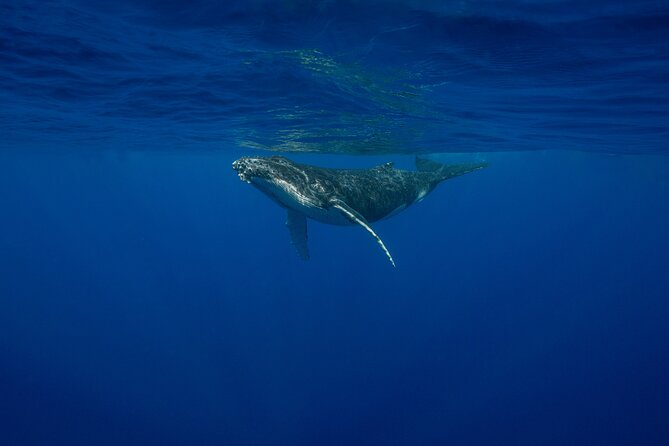 4 Hours of Humpback Whale Watching in Tahiti - Meeting Tahiti’s humpbacks from Puna’auia
