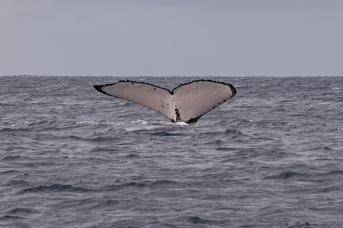 4 Hours of Humpback Whale Watching in Tahiti - From distant blows to a mother and calf