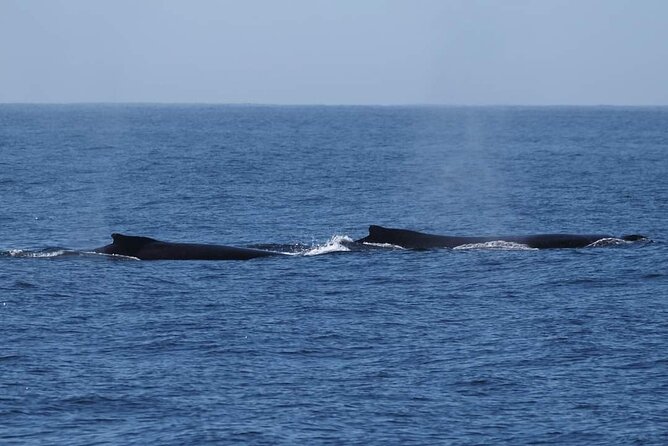 4 Hours of Humpback Whale Watching in Tahiti - What happens if snorkeling is allowed