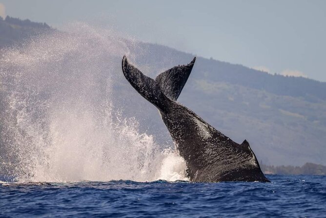 4 Hours of Humpback Whale Watching in Tahiti - Who will enjoy this four-hour outing?