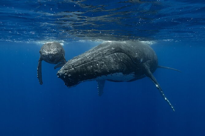4 Hours of Humpback Whale Watching in Tahiti - Why the naturalist briefing matters
