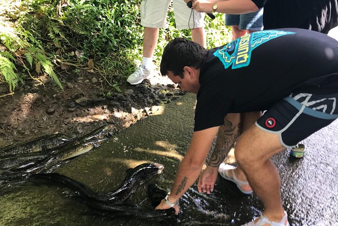 4x4 Moorea Safari Tours : With Hotel transfers - Quick facts about the Moorea safari