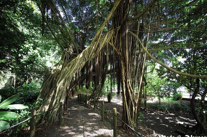 5 Hours Tahiti Island Tour - West and East Coast - What the five hours feel like on the road