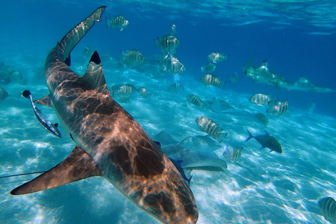 6 Hour Private Boat Activity with Snorkeling & Lunch - A private start at Manava Beach Resort