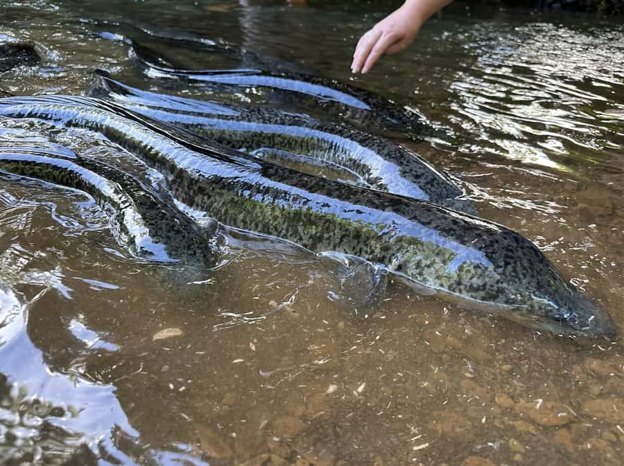 Albert Tours Excursion Safari - Moorea Safari tours&pick up - Feeding freshwater eels
