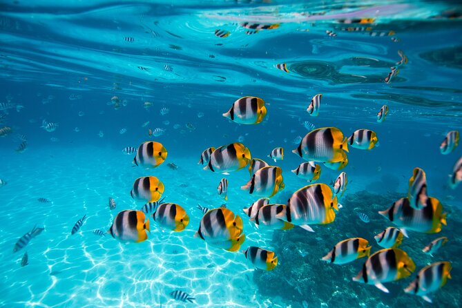 An Immersed Day in Bora Bora with O-sea - Walking Along the Ocean Side