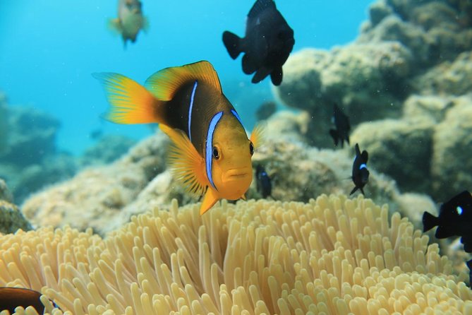 Aqua Safari Introductory Helmet Dive (Underwater Walk) - Weather, cancellations, and smart scheduling