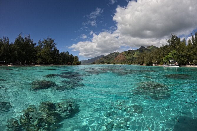Aquablue Moorea - Walking Among Fish and Stingrays