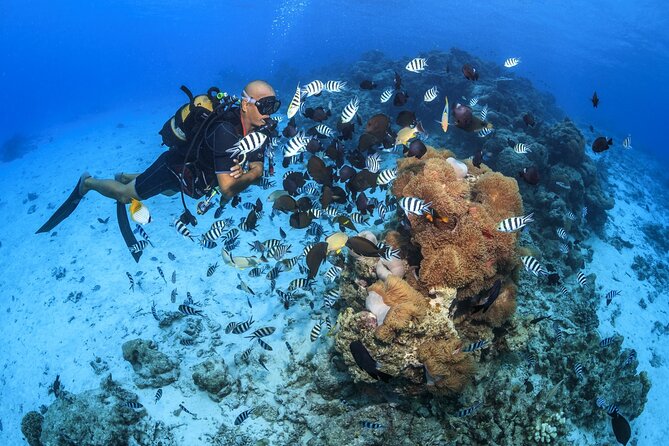 Baptism diving in the turquoise waters of Tahiti - What this Tahiti baptism actually offers