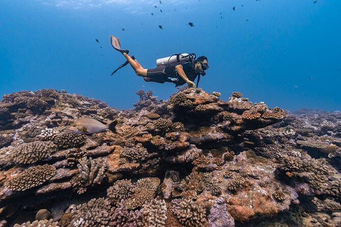 Baptism: introductory dive at Moorea Fun Dive - Practical details for your afternoon