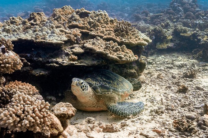 Baptism: introductory dive at Moorea Fun Dive - What makes the experience memorable
