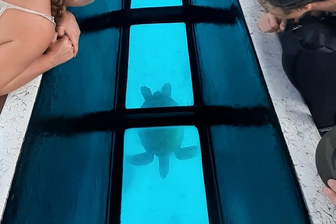 Best Way to Interact with Ocean Wildlife with Lunch. 6H - Second stop: underwater tikis and a different view of Moorea