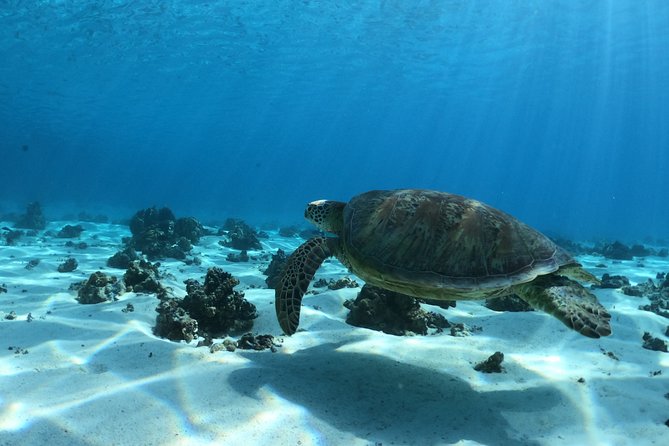 Best Way to Interact with Ocean Wildlife with Lunch. 6H - Third stop: stingrays, reef sharks, and shallow water
