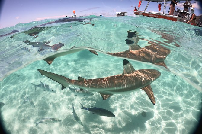Best Way to Interact with Ocean Wildlife with Lunch. 6H - The crew and the quality of the guiding