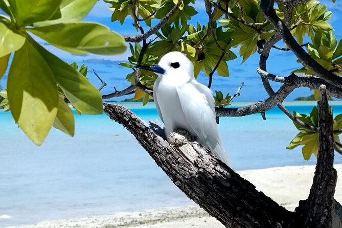 BLUE LAGOON | Eco-tour | Snorkeling Avatoru | Secret Green Lagoon - The Secret Green Lagoon at 3:45 p.m.