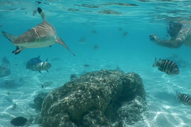 Boat tour 1/2 day Excursion in the lagoon of Moorea - What the $121.46 price gets you