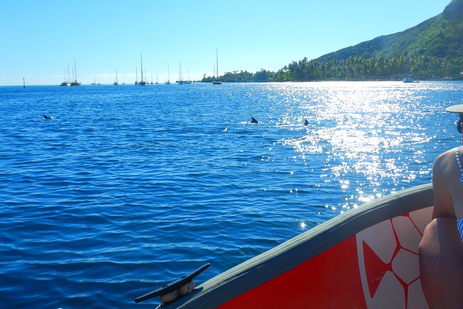 Boat tour 1/2 day Excursion in the lagoon of Moorea - Timing, weather, and practical planning