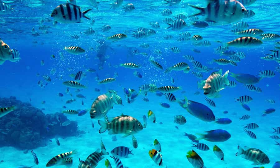 Bora Bora: 1/2 day Coral Discovery tour - Shared tour - Key points to know before booking