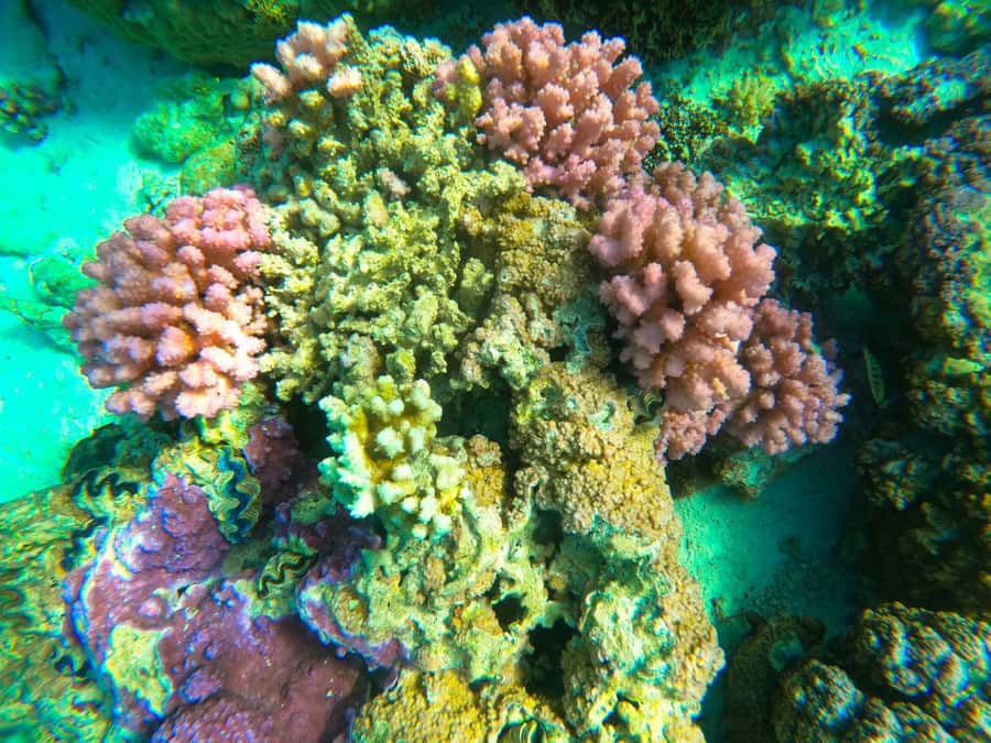 Bora Bora: 1/2 day Coral Discovery tour - Shared tour - What makes this coral tour different