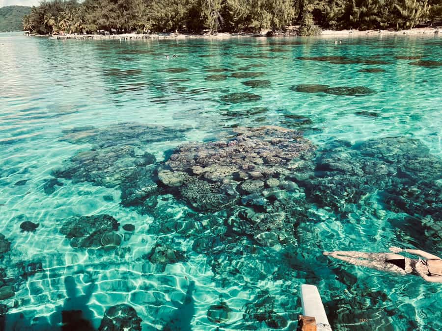 Bora Bora: 1/2 day Coral Discovery tour - Shared tour - Stop one: getting acquainted with the lagoon